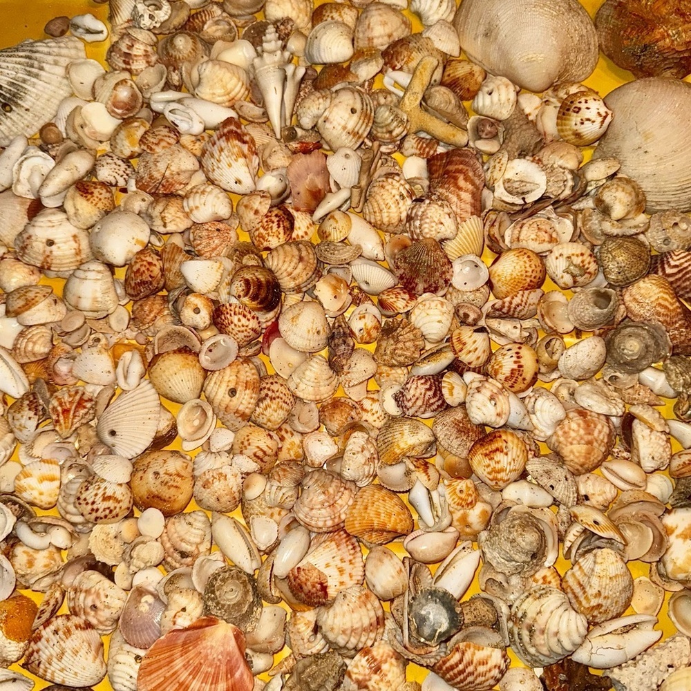 Sea shells from Vieques Puerto Rico Caribbean found on the beach 1/2 pound lb